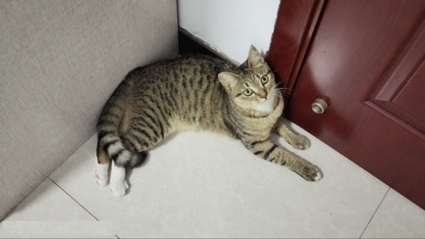 狸花猫实拍图